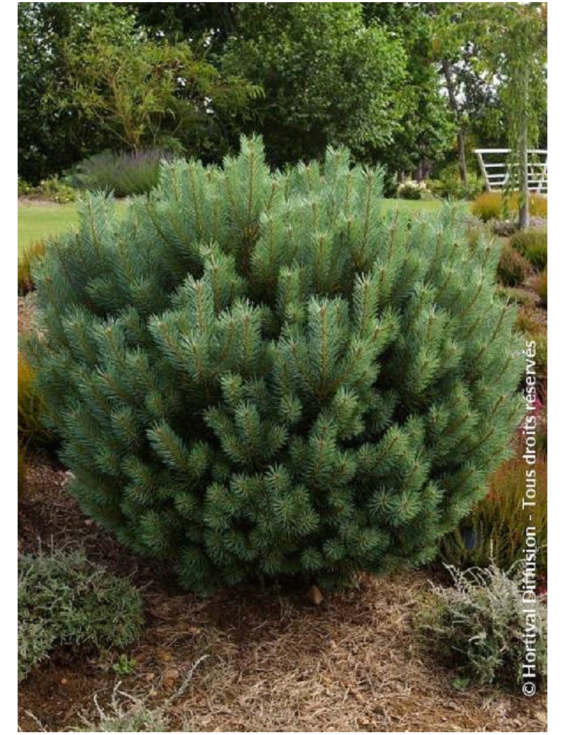 PINUS sylvestris WATERERI