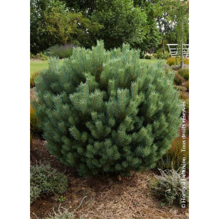 PINUS sylvestris WATERERI