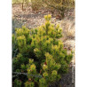 PINUS mugo WINTER GOLD