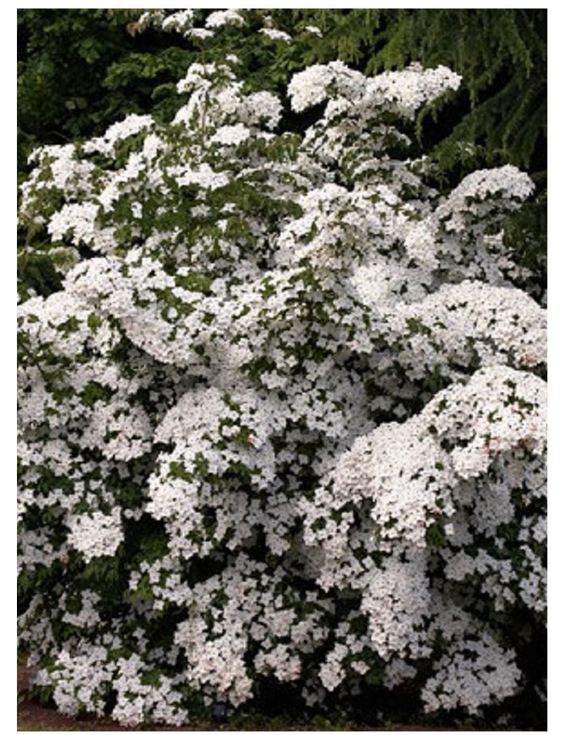 CORNUS kousa