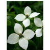 CORNUS kousa