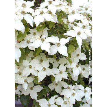 CORNUS kousa CHINENSIS