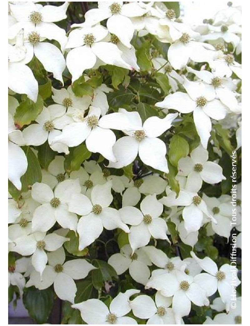 CORNUS kousa CHINENSIS