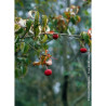 CORNUS kousa CHINENSIS