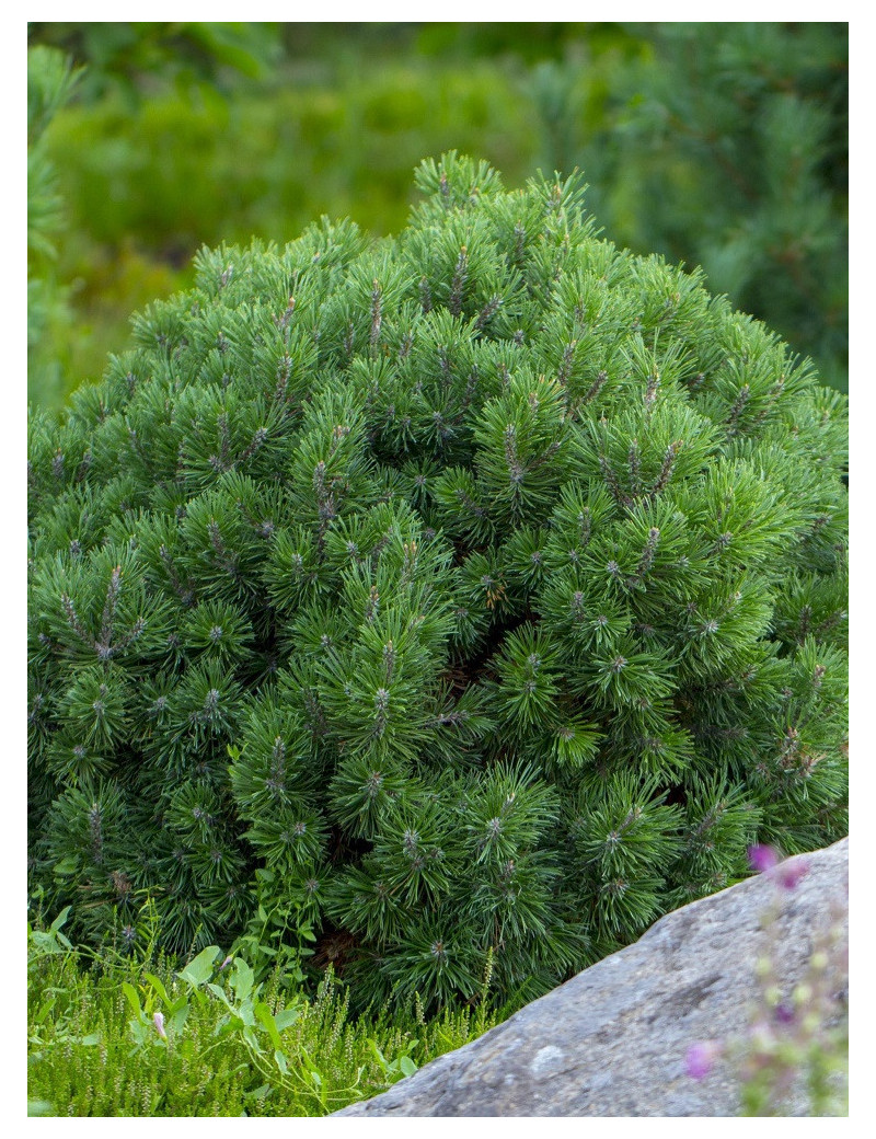 PINUS mugo var.pumilio