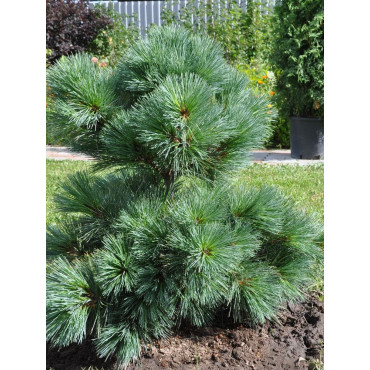 PINUS strobus RADIATA