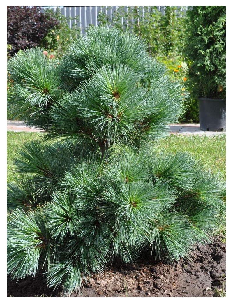 PINUS strobus RADIATA