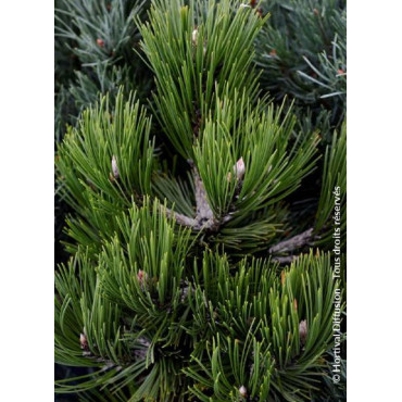 PINUS leucodermis COMPACT GEM