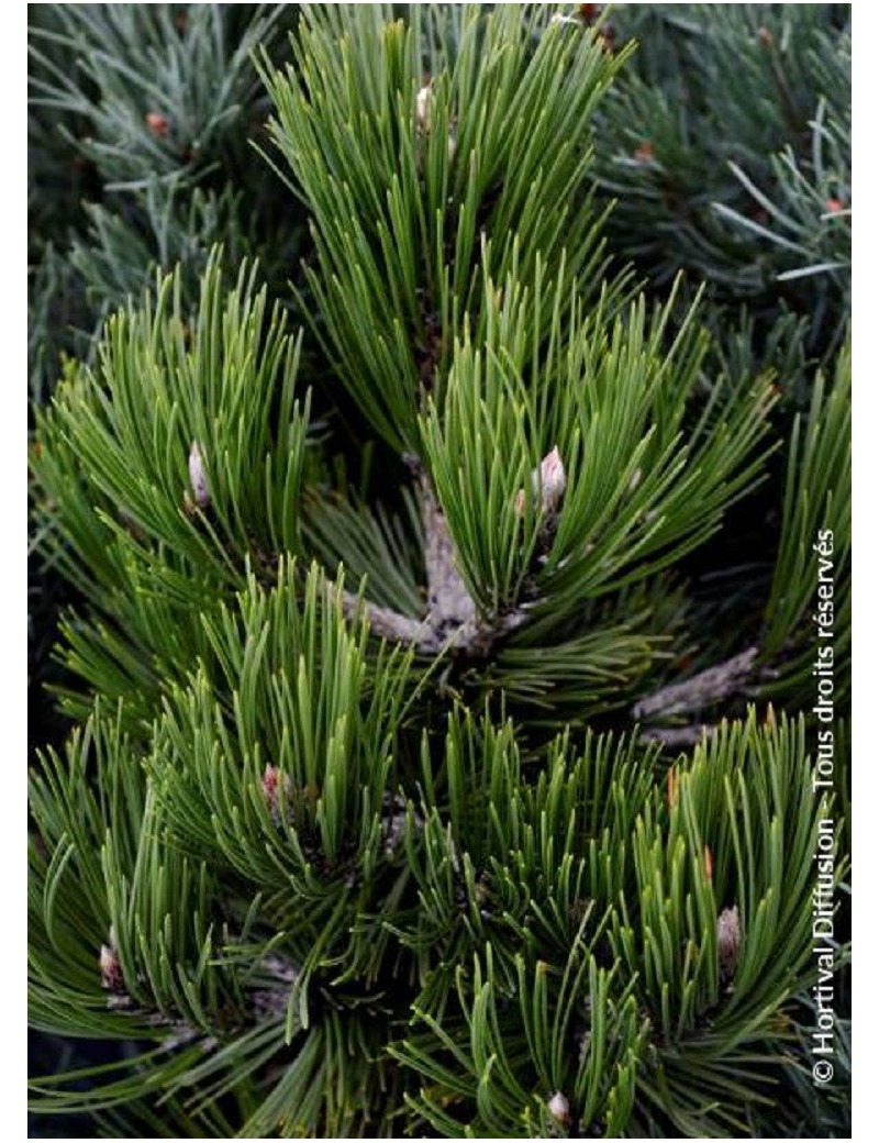 PINUS leucodermis COMPACT GEM