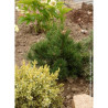 PINUS leucodermis COMPACT GEM