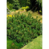 PINUS leucodermis COMPACT GEM