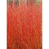 CORNUS sanguinea MIDWINTER FIRE