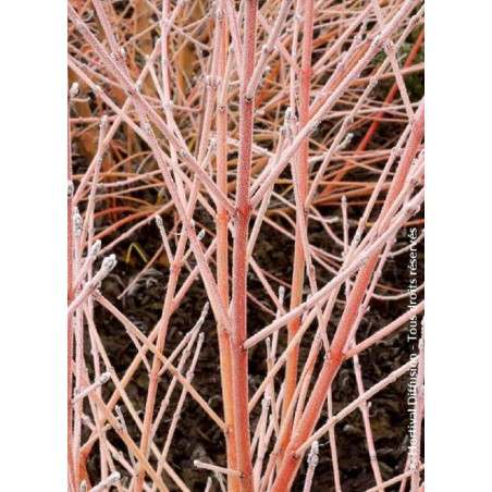 CORNUS sanguinea MIDWINTER FIRE