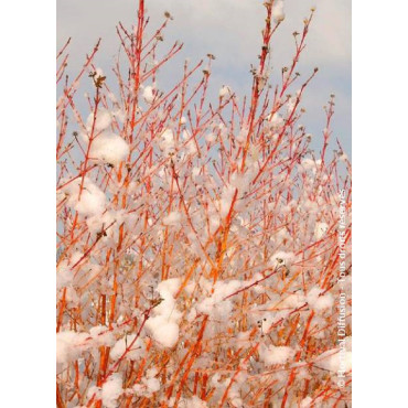 CORNUS sanguinea MIDWINTER FIRE