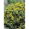 CORONILLA emerus