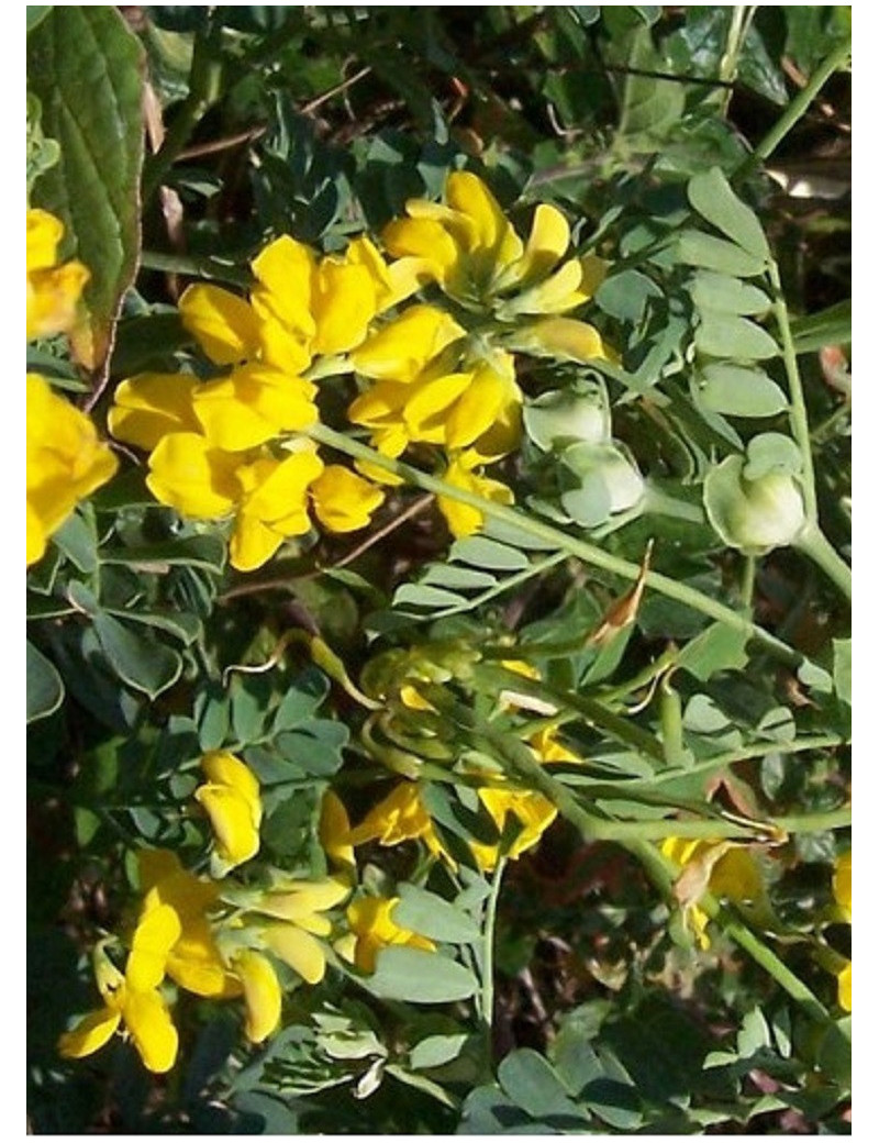 CORONILLA emerus