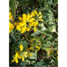 CORONILLA emerus