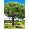 PINUS PINEA