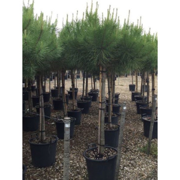 PINUS PINEA