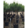 PINUS PINEA