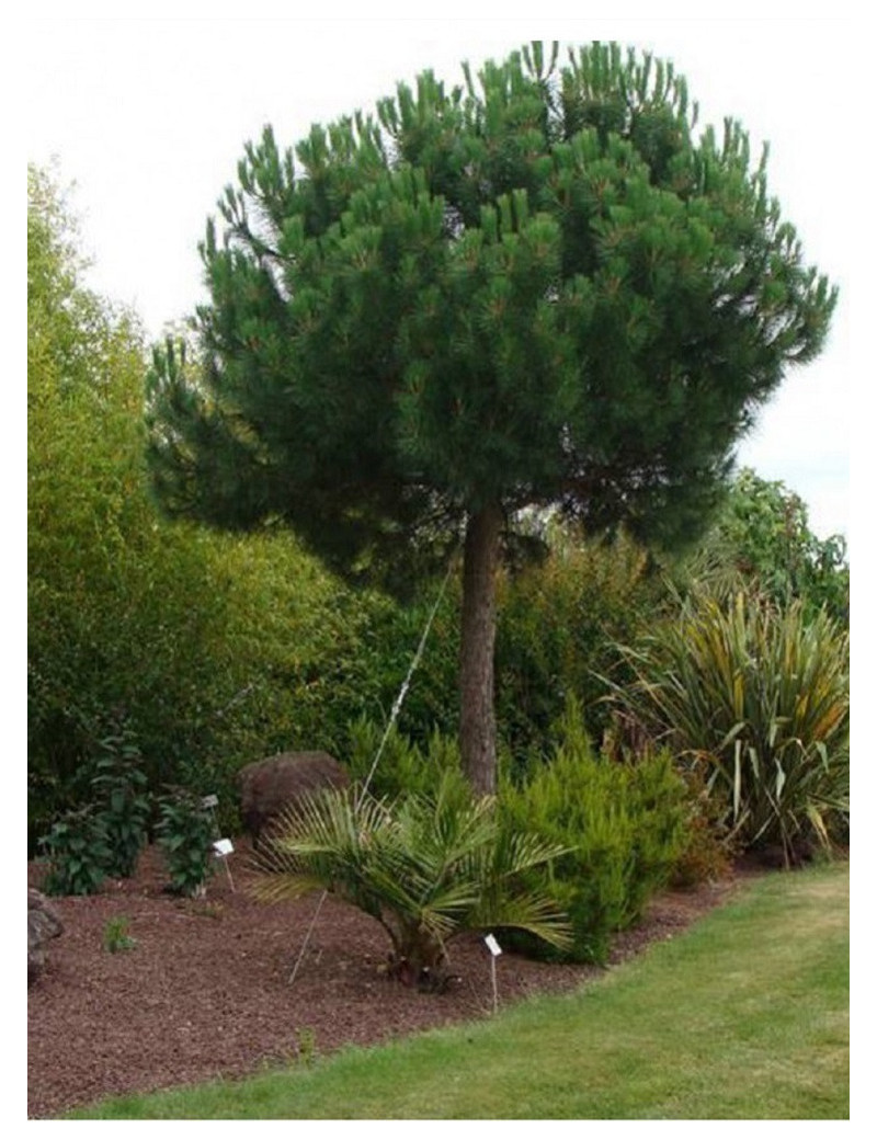 PINUS PINEA