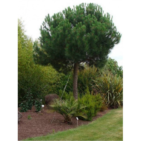 PINUS PINEA