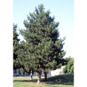 PINUS nigra ssp. nigra