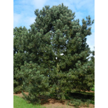 PINUS nigra ssp. nigra