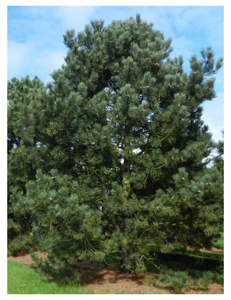 PINUS nigra ssp. nigra