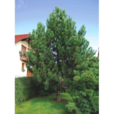 PINUS nigra ssp. nigra