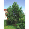 PINUS nigra ssp. nigra