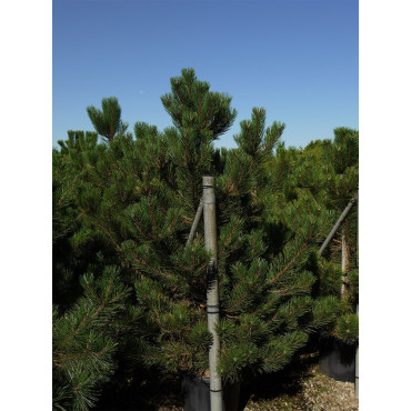 PINUS nigra ssp. nigra En pot de 35-50 litres