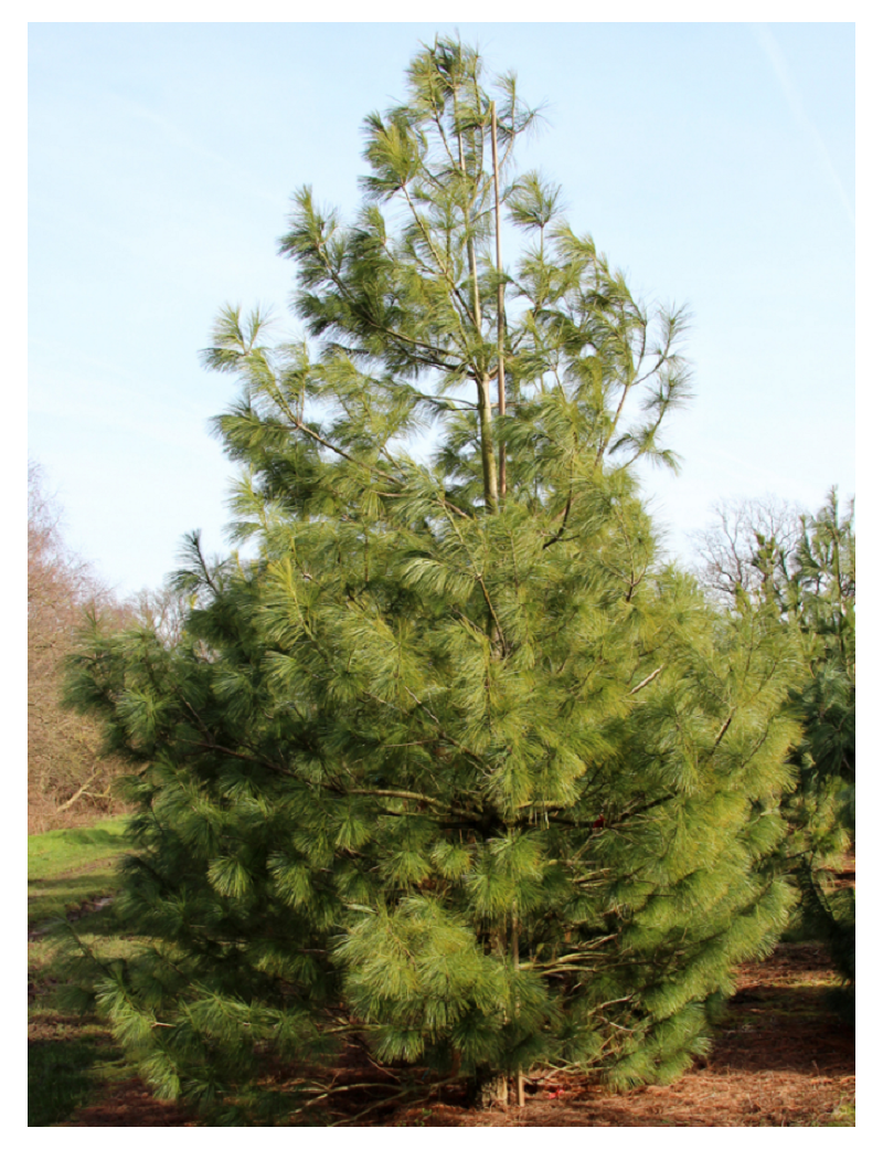 PINUS griffithii