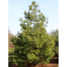 PINUS griffithii