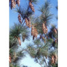 PINUS griffithii