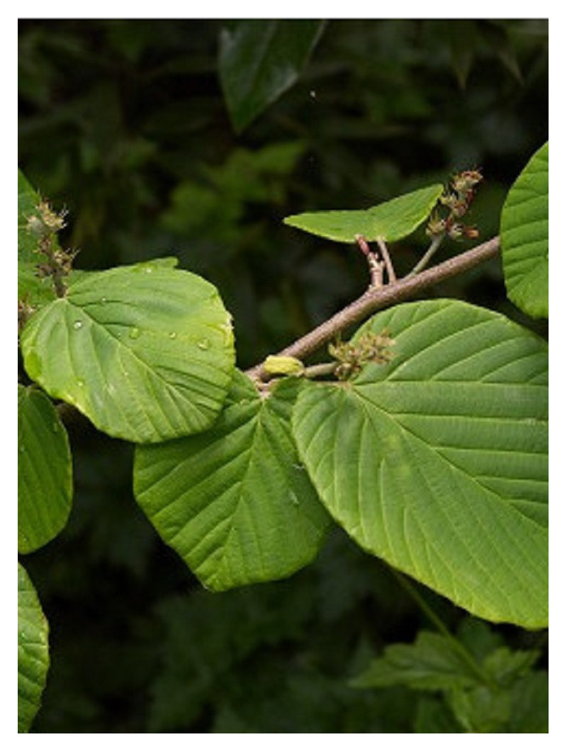 CORYLOPSIS pauciflora