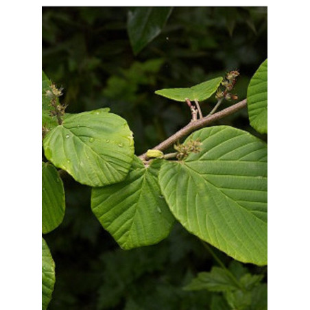 CORYLOPSIS pauciflora