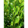 GRISELINIA littoralis GREEN HORIZON