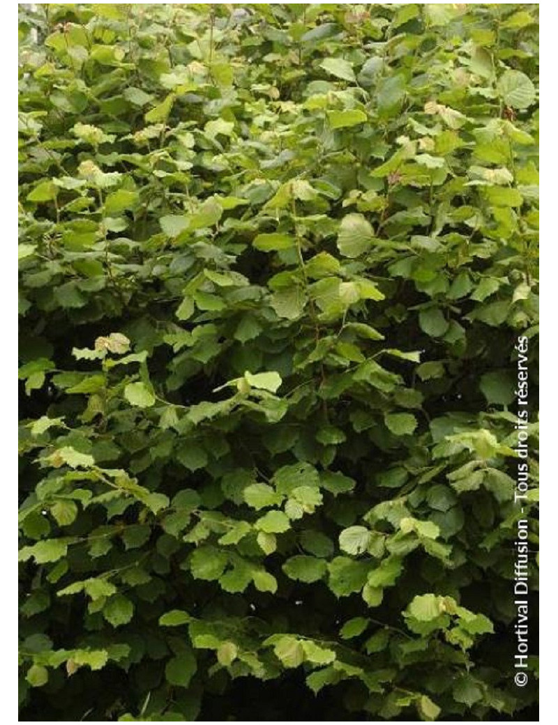 CORYLUS avellana