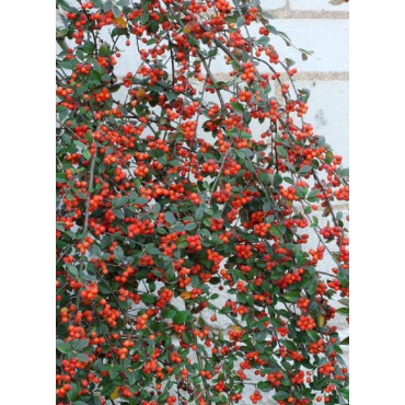 COTONEASTER franchetii