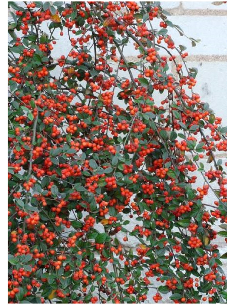 COTONEASTER franchetii