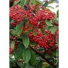 COTONEASTER lacteus