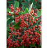 COTONEASTER lacteus