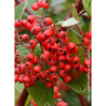 COTONEASTER lacteus