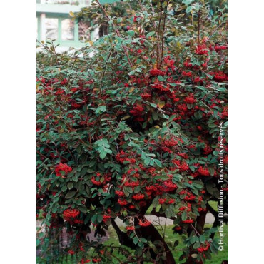 COTONEASTER lacteus