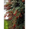 COTONEASTER lacteus