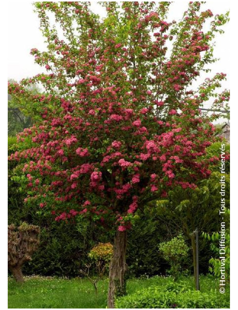 CRATAEGUS laevigata PAUL'S SCARLET