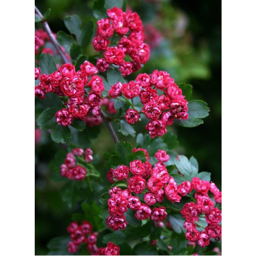 CRATAEGUS laevigata PAUL'S SCARLET