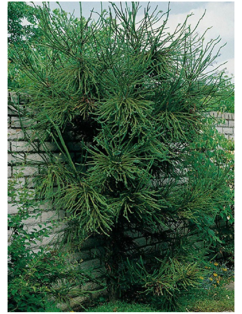 CRYPTOMERIA japonica ARAUCARIOIDES