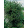 CRYPTOMERIA japonica ARAUCARIOIDES